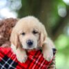 Image of Titus, a Golden Retriever puppy