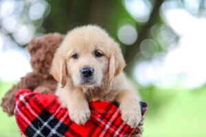 Image of Titus, a Golden Retriever puppy