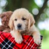 Image of Titus, a Golden Retriever puppy
