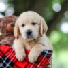 Image of Toby, a Golden Retriever puppy