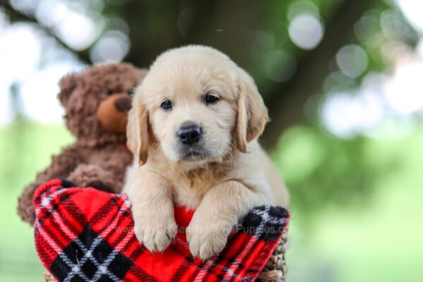 Image of Toby, a Golden Retriever puppy