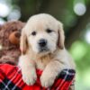 Image of Toby, a Golden Retriever puppy