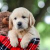 Image of Toby, a Golden Retriever puppy