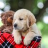 Image of Toby, a Golden Retriever puppy
