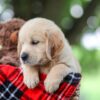 Image of Toby, a Golden Retriever puppy