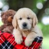 Image of Toby, a Golden Retriever puppy