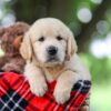 Image of Toby, a Golden Retriever puppy