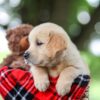 Image of Toby, a Golden Retriever puppy