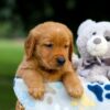 Image of Toro, a Golden Retriever puppy