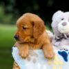 Image of Toro, a Golden Retriever puppy