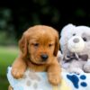 Image of Toro, a Golden Retriever puppy
