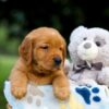 Image of Toro, a Golden Retriever puppy