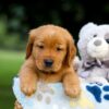 Image of Toro, a Golden Retriever puppy