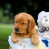 Image of Toro, a Golden Retriever puppy