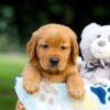 Image of Toro, a Golden Retriever puppy
