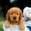 Image of Toro, a Golden Retriever puppy