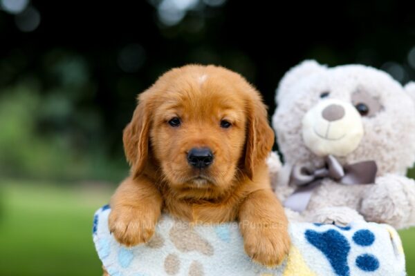 Image of Toro, a Golden Retriever puppy