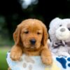 Image of Toro, a Golden Retriever puppy