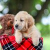 Image of Tracy, a Golden Retriever puppy