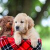 Image of Tracy, a Golden Retriever puppy