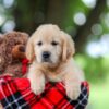 Image of Tracy, a Golden Retriever puppy