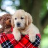 Image of Tracy, a Golden Retriever puppy