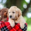 Image of Tracy, a Golden Retriever puppy