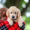 Image of Tracy, a Golden Retriever puppy
