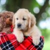 Image of Tracy, a Golden Retriever puppy