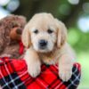 Image of Tracy, a Golden Retriever puppy