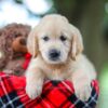 Image of Tracy, a Golden Retriever puppy