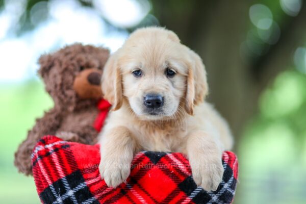 Image of Tracy, a Golden Retriever puppy