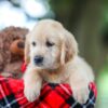 Image of Tracy, a Golden Retriever puppy