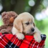 Image of Treva, a Golden Retriever puppy