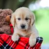 Image of Treva, a Golden Retriever puppy