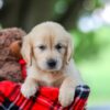 Image of Treva, a Golden Retriever puppy