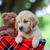 Image of Treva, a Golden Retriever puppy