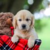 Image of Treva, a Golden Retriever puppy