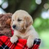 Image of Treva, a Golden Retriever puppy