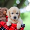 Image of Treva, a Golden Retriever puppy