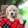 Image of Treva, a Golden Retriever puppy