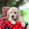 Image of Treva, a Golden Retriever puppy
