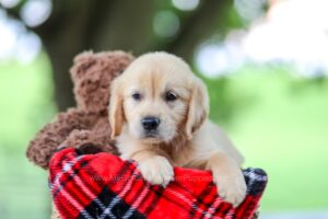 Image of Treva, a Golden Retriever puppy