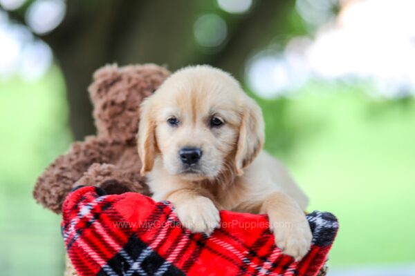 Image of Treva, a Golden Retriever puppy