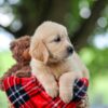 Image of Trevan, a Golden Retriever puppy