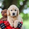 Image of Trevan, a Golden Retriever puppy