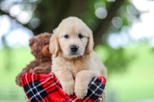 Image of Trevan, a Golden Retriever puppy