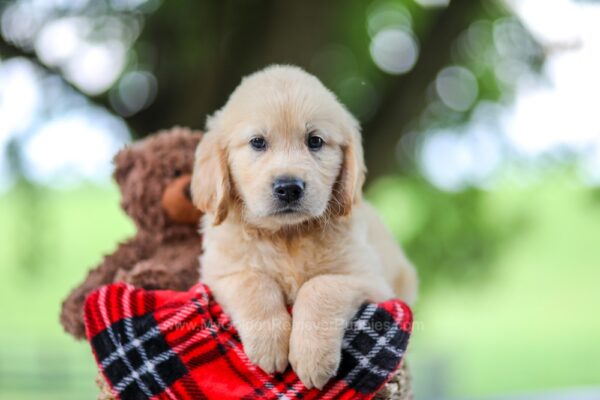 Image of Trevan, a Golden Retriever puppy