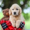 Image of Trevan, a Golden Retriever puppy