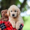 Image of Trevan, a Golden Retriever puppy